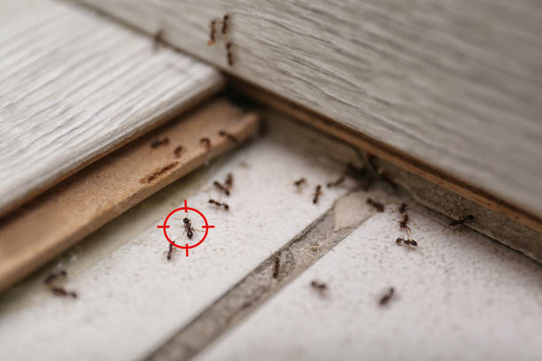 Best Wasp Removal Services  in Jefferson, OR