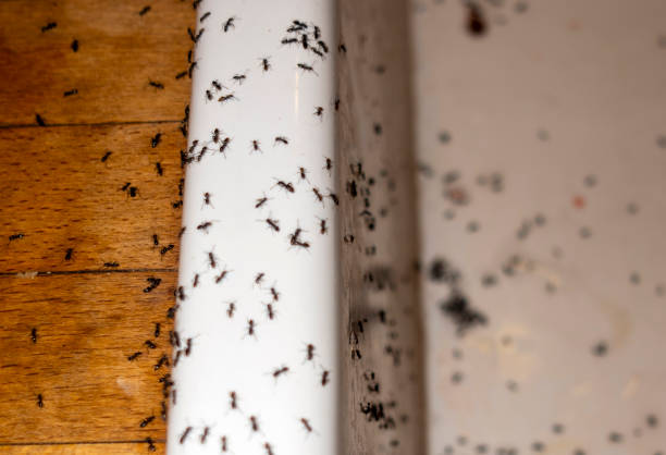 Best Best Pest Control Companies  in Jefferson, OR