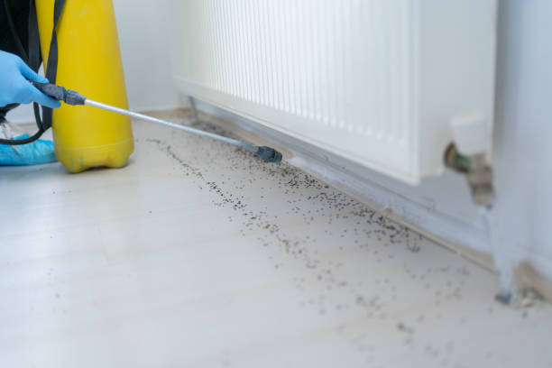 Best Ant Control Services  in Jefferson, OR